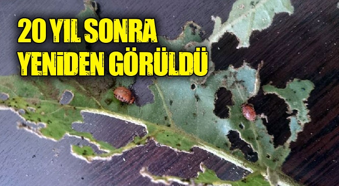 Mersin'de Patates Böceği Kabusu! Anamur ve Bozyazı'da Ortaya Çıkan Böcekler Üreticinin Korkulu Rüyası Oldu