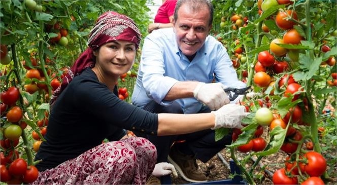 Seçer, Erdemli’de Kadın Üreticilerle Birlikte Domates Hasadı Yaptı