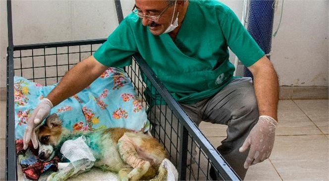 Mersin'de Son 7 Ayda 1580 Kedi ve Köpek Yaralanma İhbarı Ulaştı