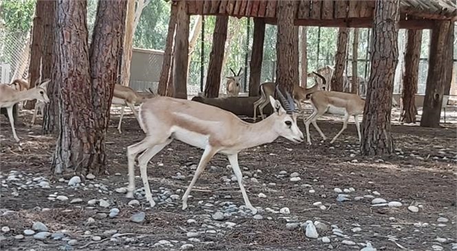 Tarsus Doğa Parkı, İzmir’den Gelen 57 Yaban Hayvanının Yeni Yuvası Oldu