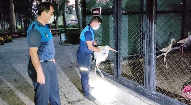 Mersin Büyükşehir Zabıtası, Tarsus Kırsal Alanında Yaralı Halde Bulunan Leyleğe Sahip Çıktı