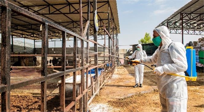 Hayvancılık Yapılan Bölgelerde İlaçlama Çalışmaları! Mersin Büyükşehir, Büyükbaş Hayvanlarda Görülen Üçgün Hastalığı İle İlgili Önlemlerini Alıyor