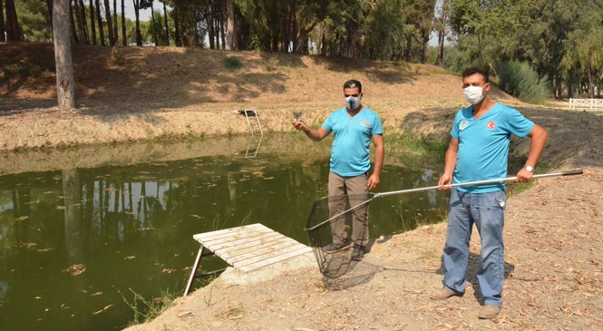 Mersin'de Sivrisinekle Mücadelede Biyolojik Çalışma! Mersin Büyükşehir, Sivrisinekle Mücadelede Lepistes Üretmeye Devam Ediyor