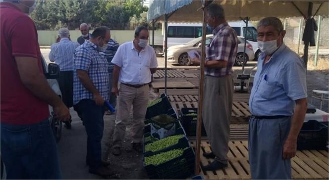 Mersin’in En Büyük Zeytin Üretim Merkezlerinden Biri Olan Tarsus’ta Zeytinde Hasadı Başladı