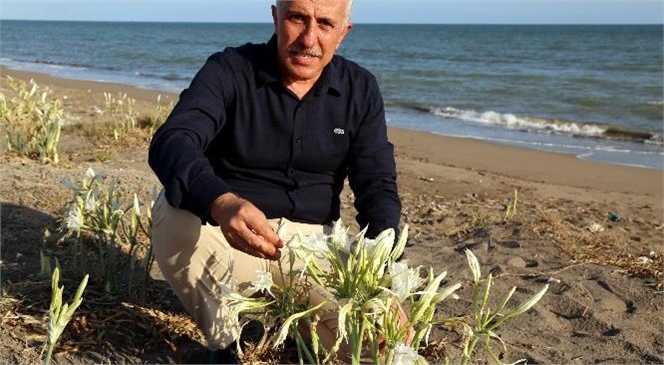 Kum Zambakları Akdeniz Belediyesi’nin Koruması Altında