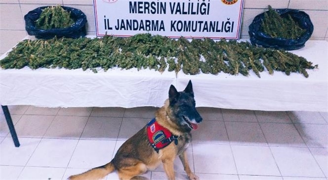 Mersin Toroslar'da Uyuşturucu Taşıyan Araç Durduruldu! Araçta Yapılan Aramada 8.100 Gram Uyuşturucuyu "Çaylak" Buldu