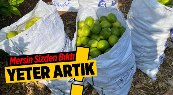 Limon Hırsızları Bahçe Sahiplerini Bıktırdı! Mersin Mezitli'de Hırsızlar Limon Çalarken Yakayı Ele Verdi