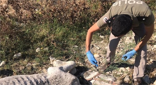 Mersin'de Açlıktan Kaburgaları Çıkan Beyaz At, Bakımla Hızla Kilo Aldı