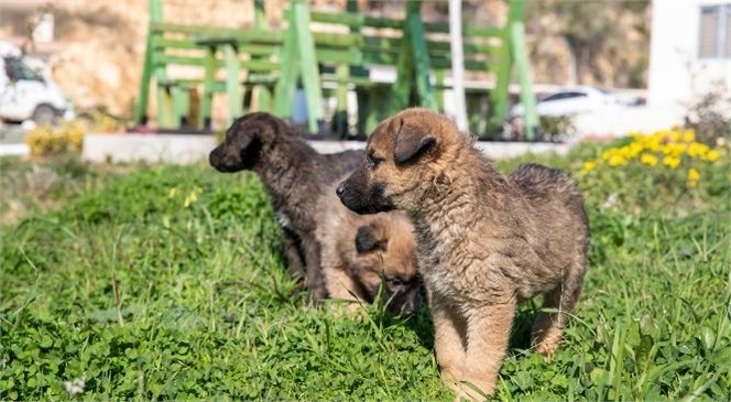 Mersin Büyükşehir, 18 Ayda 162 Bin Kilo Mama İle Sahipsiz Dostlara Can Oldu