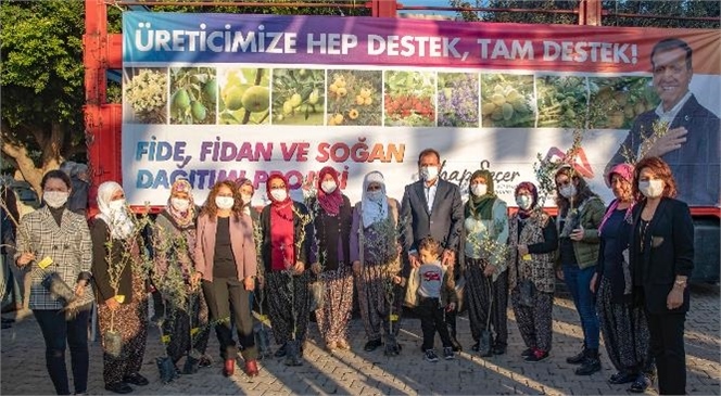 Zeytin Fidanı Dağıtımı Akdeniz’den Başladı! Mersin Büyükşehir’den Üreticilere Binlerce Zeytin Fidanı Desteği