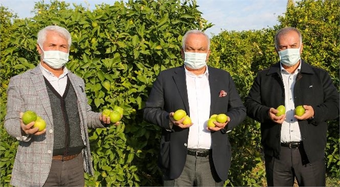 Mersin Erdemli'de Limon Hasadı Dualarla Başladı