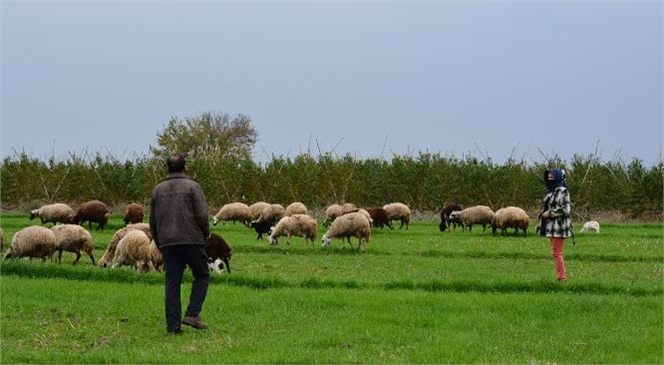 Meslektaşları Çiftliklerini Satarken, Onlar Büyükşehir’in Desteğiyle Ayakta Kalıyor