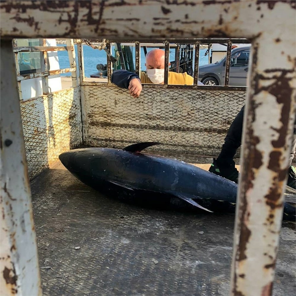 Mersin'de Kaçak Avlanan Orkinos Balıkları Ele Geçirildi