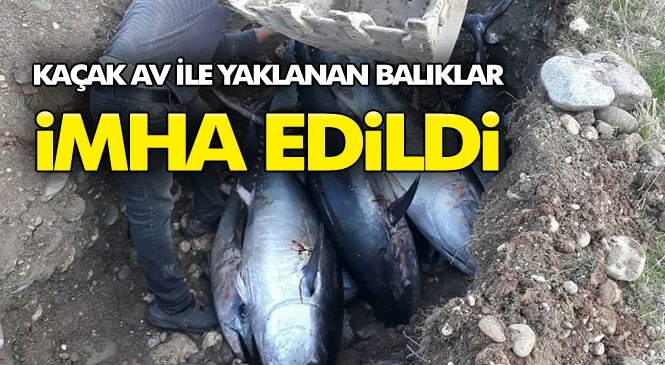 Mersin'de Kaçak Avlanan Orkinos Balıkları Ele Geçirildi