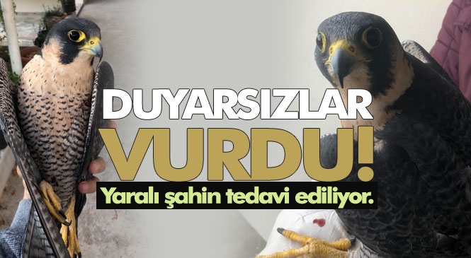 Mersin Mezitli Kuyuluk'ta Çeşitli Yerlerinden Yaralanmış Halde Bulunan Şahin Duyarlı Vatandaşlar Tarafından Yetkililere Teslim Edildi