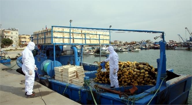 Karaduvar Limanı’ndaki Balıkçı Tekneleri Dezenfekte Edildi! Akdeniz Belediyesi, Koronavirüs Salgını İle Mücadeleye Kesintisiz Devam Ediyor