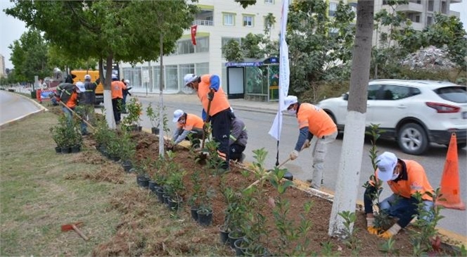 Mersin Büyükşehir Tarsus’ta Fidanları Toprakla Buluşturmaya Devam Ediyor