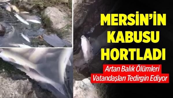 Mersin’in Tarsus İlçesinde Berdan Nehri’nin Denize Döküldüğü Noktada Çok Sayıda Ölü Balık Kıyıya Vurdu