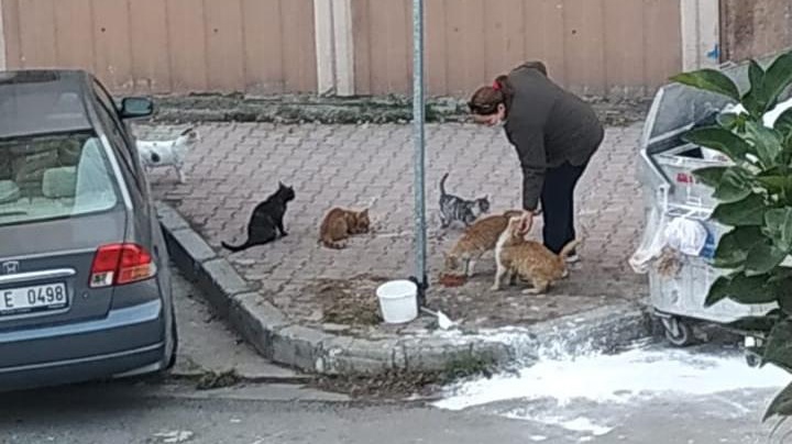 Mersin'de 15 Kedinin Ölümü İle İlgili Tarım İl Müdürlüğünün Başlattığı Çalışmada Zehir Bulgusu Bulunmazken Araştırmalar Devam Ediyor