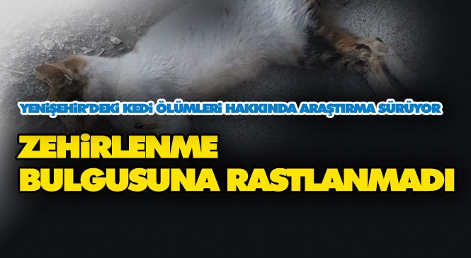 Mersin'de 15 Kedinin Ölümü İle İlgili Tarım İl Müdürlüğünün Başlattığı Çalışmada Zehir Bulgusu Bulunmazken Araştırmalar Devam Ediyor