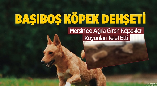 Mersin'in Anamur İlçesi İskele Mahallesinde Ağıla Giren Köpekler 3 Koyun ve 1 Kuzuyu Telef Etti