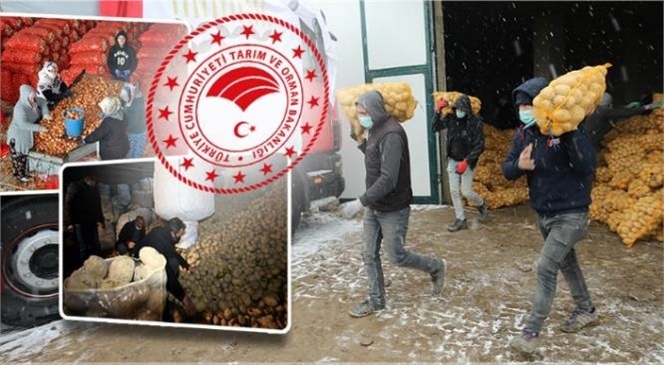 Üreticilerden Patates ve Soğan Alımına Başlandı