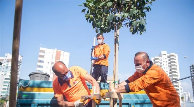 Mersin Büyükşehir, Kaldırımları Ağaçlandırıyor