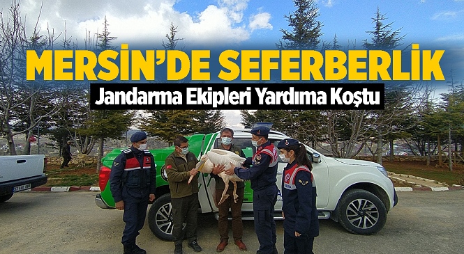 Mersin'de Devriye Gezen Jandarma Ekiplerinin Bulduğu Yaralı Pelikan Tedavi Altına Alındı