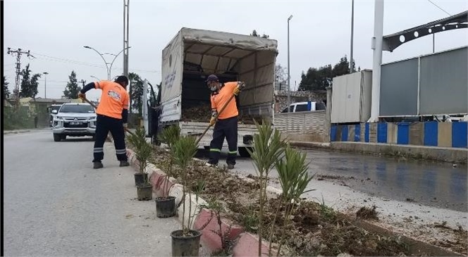 Mersin'de Havaların Isınmasıyla Birlikte Caddelerde Bitki Bakım Çalışmaları Hızlandırıldı