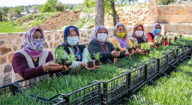 Büyükşehir, Silifkeli Üreticilere 40 Bin Lavanta Fidesi ve 990 Alıç Fidanı Dağıttı