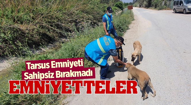 Mersin'de Kısıtlama Günlerinde Alkış Alan Davranış, İlçe Emniyet Müdürlüğü Ekipleri Sokak Hayvanlarını Sahipsiz Bırakmadı