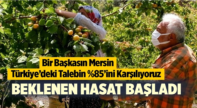 Tarımsal Üretimde Birçok Ürüne Ev Sahipliği Yapan Mersin’de Ürün Hasatları Devam Ediyor, İlk Kayısı Mut’ta Daldan Koparıldı