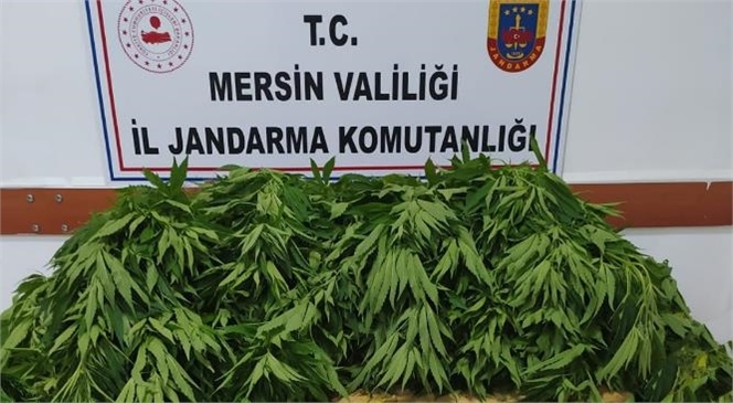 Mersin Gülnar'da Sebze, Meyve Fidanı Yetiştirilen Alanda 84 Kök Kenevir Bitkisi Ele Geçirildi