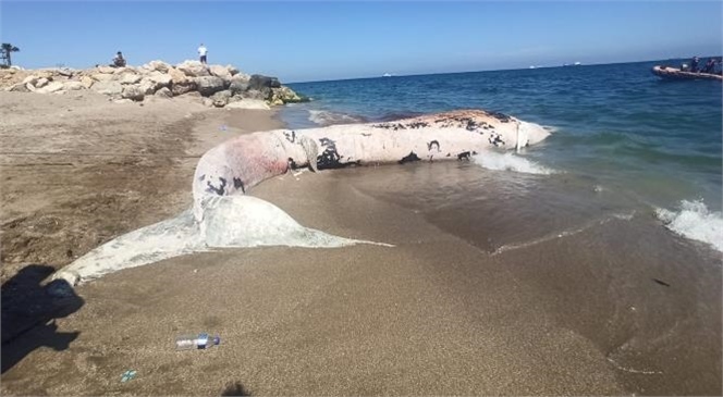 Mersin Sahiline Vuran Ölü Beyaz Balina Görenleri Şaşkına Çevirdi