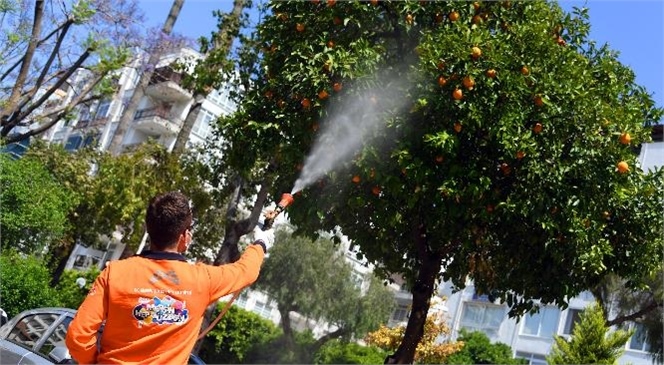Mersin Büyükşehir Belediyesi, Akdeniz Bölgesi İçin Önemli Bir Sorun Oluşturan Akdeniz Meyve Sineği İle Mücadeleyi Etkin Bir Şekilde Sürdürüyor