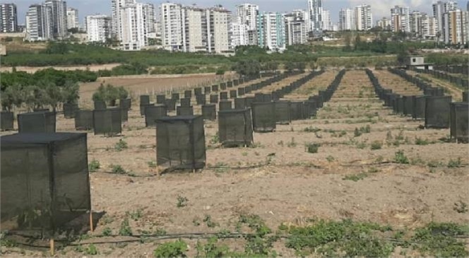 Toroslar ve Yenişehir İlçelerinde Kurulan Modern Avokado Bahçeleri Ziyaret Edildi