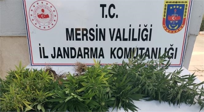 Mersin’de Jandarma Ekiplerinden Yasadışı Kenevir Ekimi Operasyonu, Gözaltına Alınanlar Var