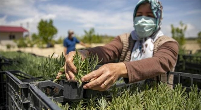 Mersin Silifke’nin Ardından Gülnarlı Üretici de Lavanta Fidesine Kavuştu!