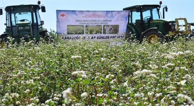 Tarsus İlçe Tarım ve Orman Müdürlüğünce Hazırlanmış Olan ‘Karabuğdayla Ak Günler’ Projesi Hayata Geçirildi