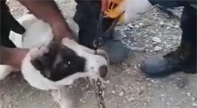 Mersin’de Tasma Zinciri Halkası Çenesine Sıkışan ve Acı Çeken Köpeğe Büyükşehir Belediyesi İtfaiyesi Arama-kurtarma Ekipleri Müdahale Etti