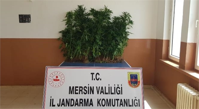 Mersin'de Yasadışı Kenevir Ekenlere Yönelik 4 Ayrı Operasyon Düzenlendi