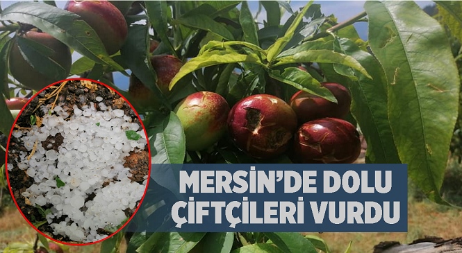 Mersin’in Tarsus ve Toroslar İlçesinin Yüksek Kesimlerini Dolu Vurdu! Hasada Hazırlanan Çiftçinin Zararı Büyük