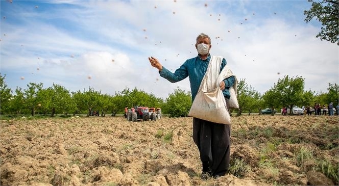 Mersin Büyükşehir Destekledi, Gülnar’da Nohut Tohumları Toprakla Buluştu