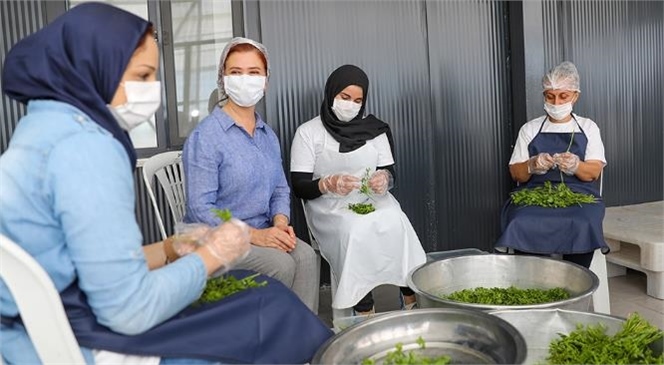 "Mersinden Güneş Enerjisi İle Kurutma Tesisi" Faaliyete Geçti