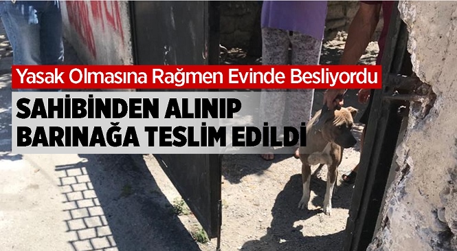 Mersin’in Tarsus İlçesinde Beslenen Pitbull Cinsi Köpek Yetkililerce Sahibinden Alınarak Barınağa Teslim Edildi