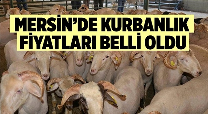 Mersin’de Büyük ve Küçükbaş Kurbanlıklarda 2021 Yılı Canlı Kilogram Satış Fiyatları Belli Oldu