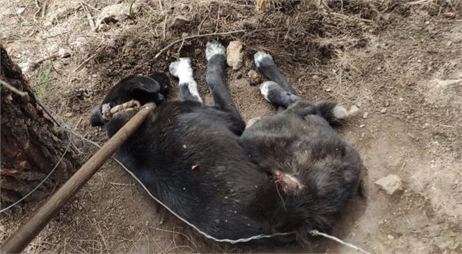 Beline Çelik Tel Bağlanarak Ormana Terk Edilen Köpeği Büyükşehir Ekipleri Kurtardı