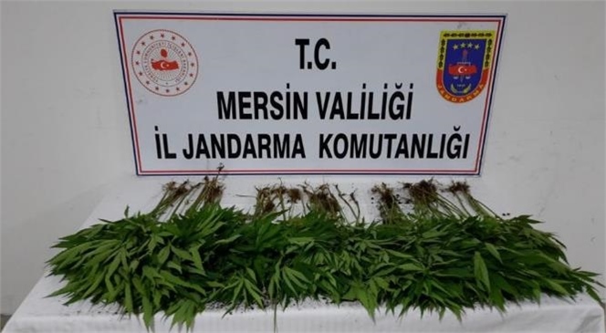 Mersin İl Jandarma Komutanlığı Uyuşturucu Tacirlerine Göz Açtırmıyor