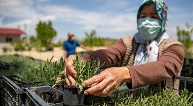 Mersin’de Kıraç Topraklar Lavanta Fideleriyle Renklenecek! Büyükşehir, 250 Bin Lavanta Fidesini 120 Üretici İle Buluşturdu