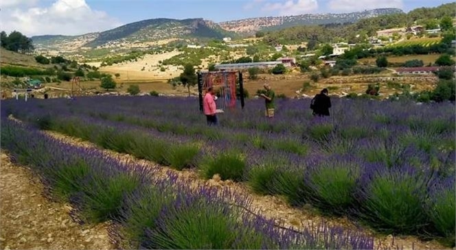 Mersin'de Lavanta Bahçeleri Hasada Hazırlanırken Aynı Zamanda Ziyaretçilerini Bekliyor